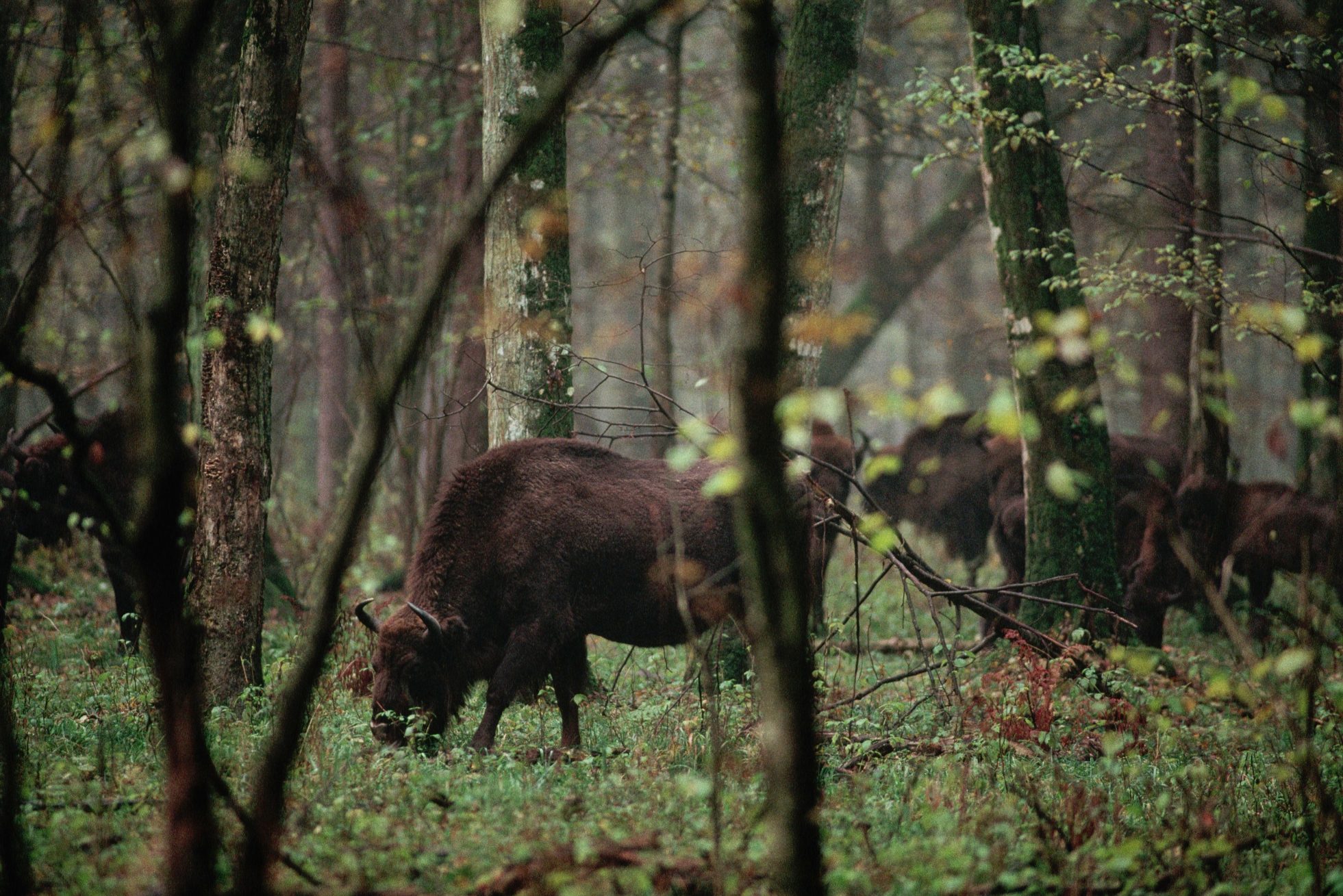 Europejskie żubry z małej chronionej populacji wędrują po Puszczy Białowieskiej we wschodniej Polsce. Kiedyś bliskie wyginięcia, żubry zostały ponownie wprowadzone do lasu przez naukowców. To ostatnia dzika populacja w Europie.